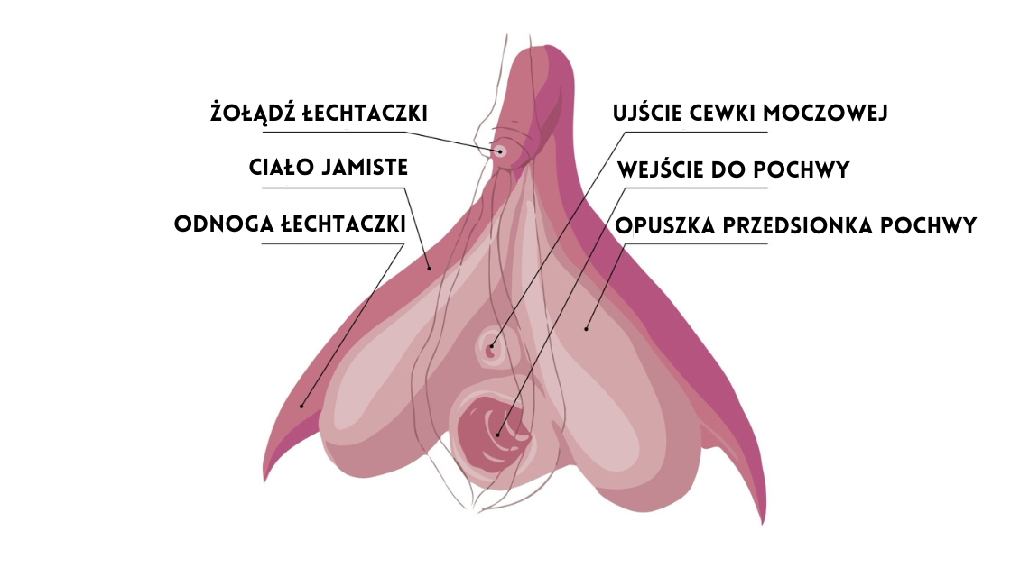 Budowa łechtaczki- anatomia łechtaczki